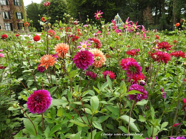 Keukenhof kleurt Lisse