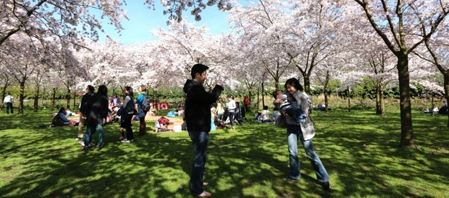 Japanse kers in bloei