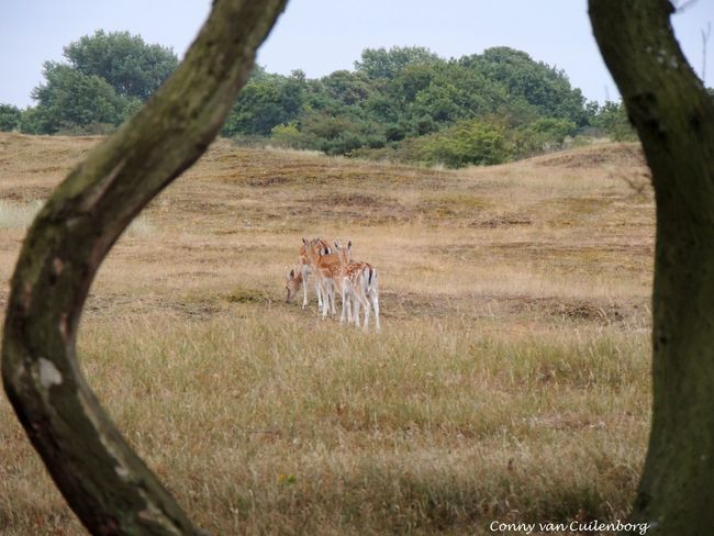 Kerstwandeling in de Waterleidingduinen