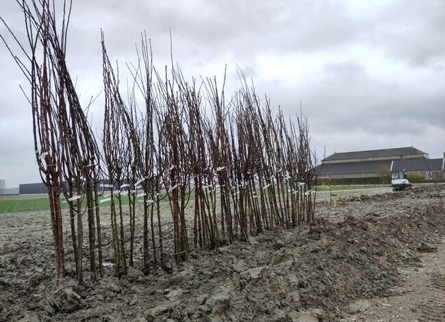 Voedseltuin Park 2020 verhuist naar Lincolnpark