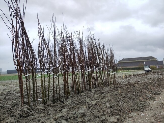 Voedseltuin Park 2020 verhuist naar Lincolnpark