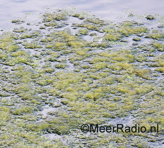 Blauwalg verpest in Hoofddorp waterpret