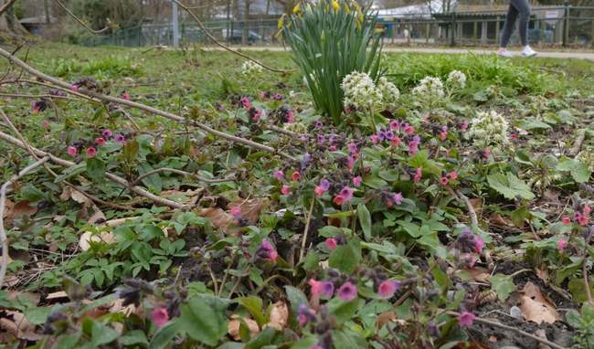 Heimanshof promoot de voorjaarsbloeier