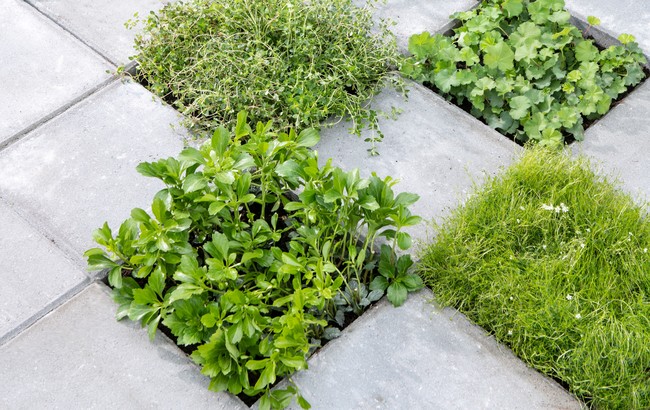 Tegel eruit, plant erin actie Intratuin