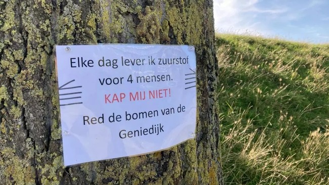 Protest om kap populieren langs Geniedijk