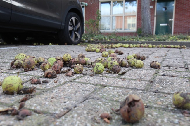 Einde aan jaarlijks fruitbombardement in Toolenburg