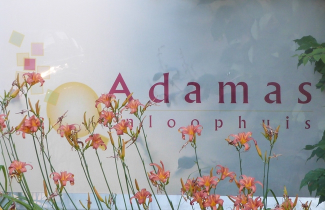 Lokale ondernemers laten zich vrijwillig opsluiten tijdens Lock-Up Adamas