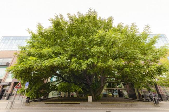 Nominatie voor Haarlemmermeerse boom