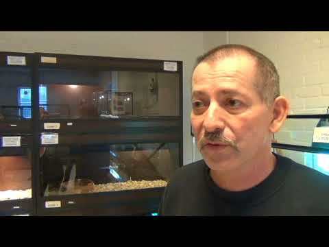 Sterke stijging dieren en kosten voor reptielenopvang