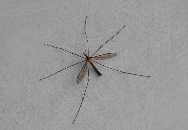 Onderzoek naar muggen via app