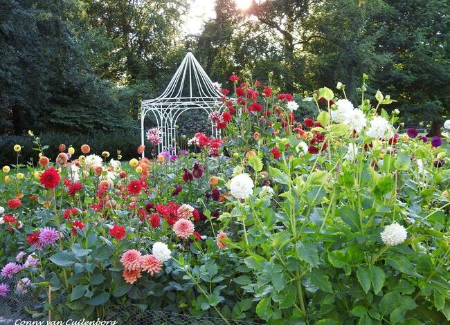 Dahlia Dagen bij Kasteel Keukenhof