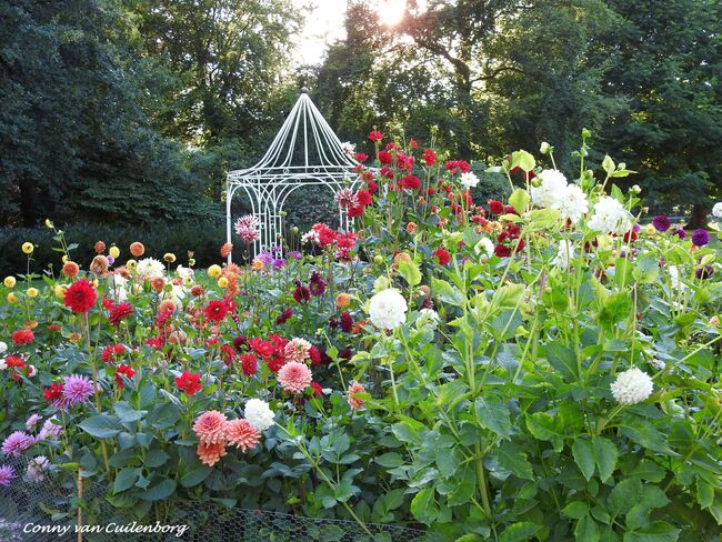 Dahlia Dagen bij Kasteel Keukenhof