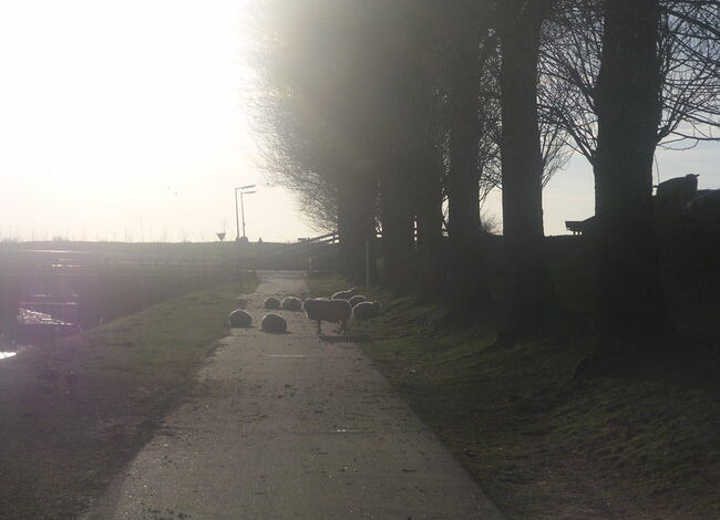 Laat schapen op Geniedijk niet schrikken