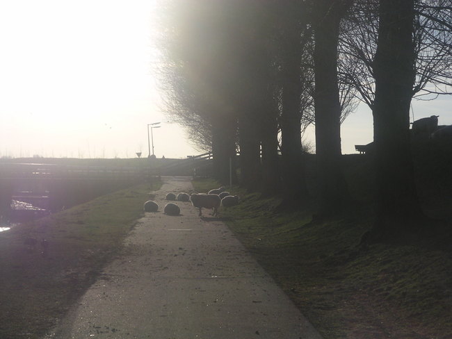 Laat schapen op Geniedijk niet schrikken