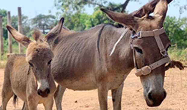 Halsters voor Donkeytrust