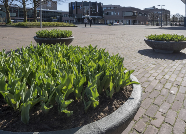 Haarlemmermeer Tulp geeft omgeving kleur