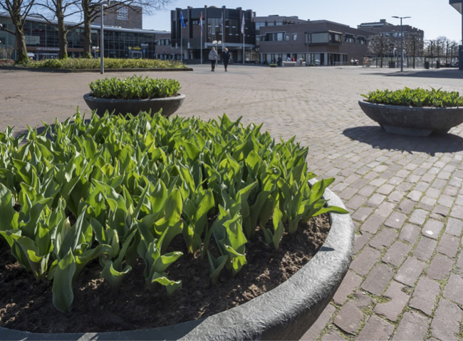 Haarlemmermeer Tulp geeft omgeving kleur