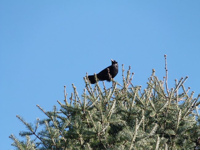 Vogels rond luchthavens hebben gehoorverlies
