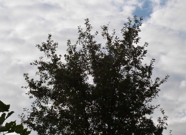 Meer groen, bomen en kleuren in openbare ruimte