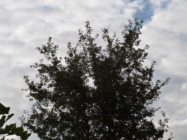 Meer groen, bomen en kleuren in openbare ruimte