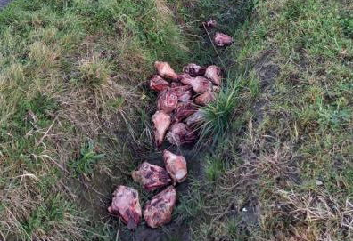 Gekookte schapenkoppen gevonden langs fietspad