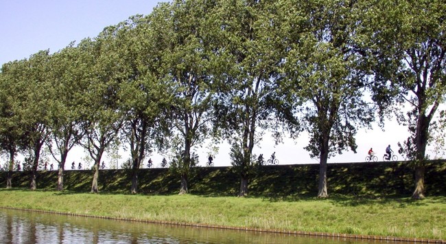 Bomen Geniedijk toch niet vervangen