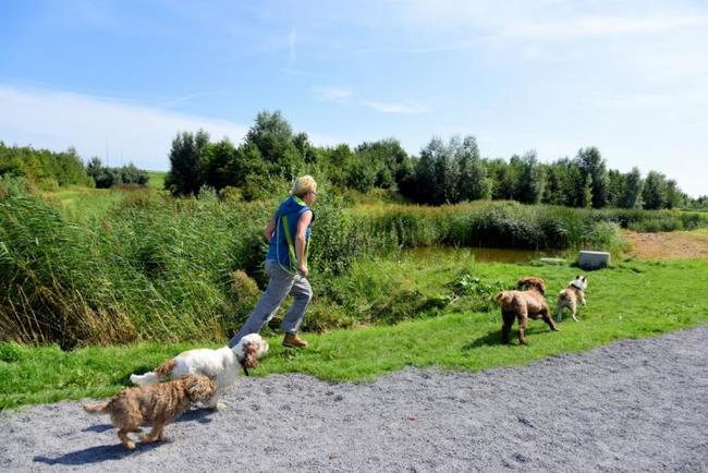 Toelichting op hondenregels
