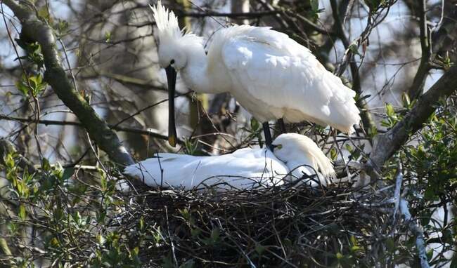 Lepelaars zijn terug op het nest