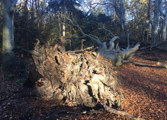 Burgemeester prijst hulp bij stormen