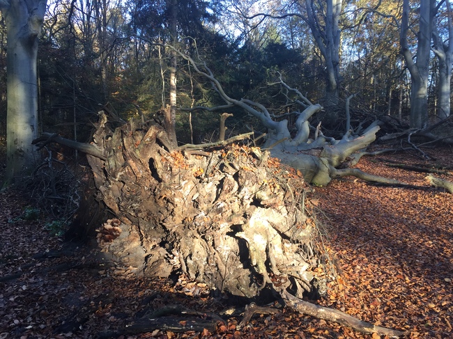 Burgemeester prijst hulp bij stormen