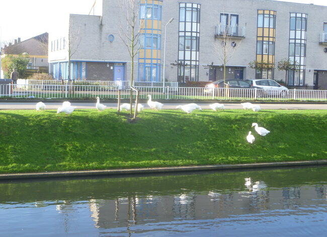 Campagne voor definitief landelijk vuurwerkverbod