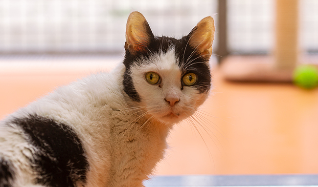 Dierenopvang start actie voor kittenvoer