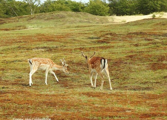 Wederom heide-excursie in oude duinen De Zilk