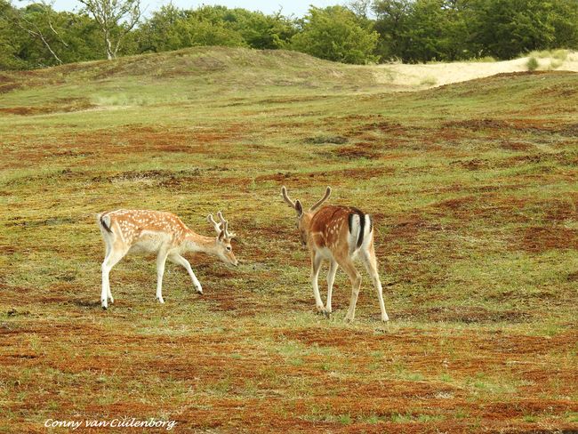 Wederom heide-excursie in oude duinen De Zilk