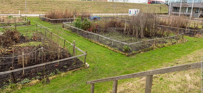 Gratis bomen af te halen in Hoofddorp