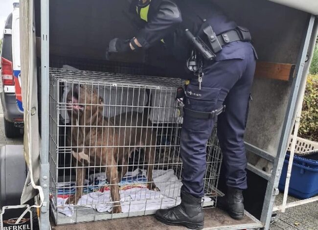 In beslagname honden van fokker in Nieuw-Vennep