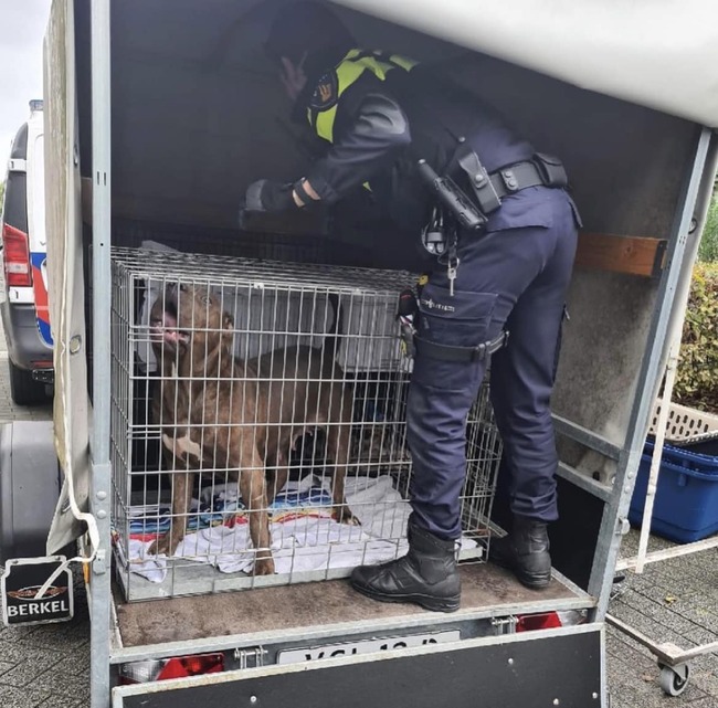 In beslagname honden van fokker in Nieuw-Vennep