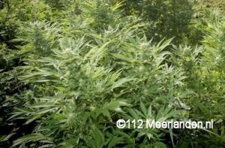 Hennepplantage in garage ontmanteld