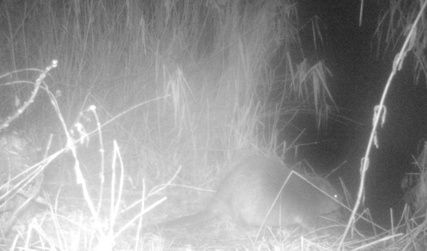 Bever waargenomen in recreatiegebied Spaarnwoude