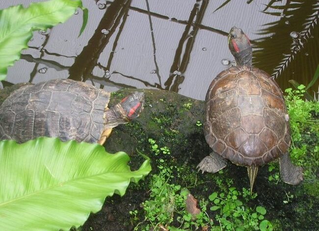 KLM moet betalen voor noodopvang schildpadden