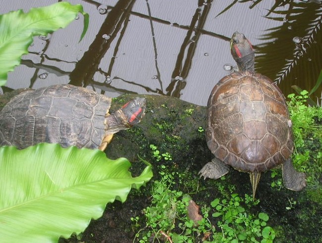 KLM moet betalen voor noodopvang schildpadden