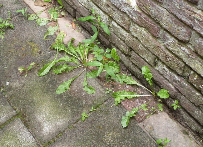 Onkruidbeheersing kost meer en is minder effectief