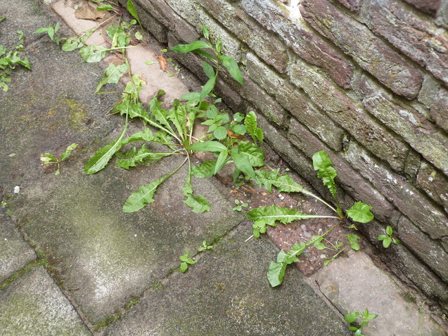 Onkruidbeheersing kost meer en is minder effectief