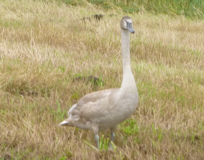 Air France blijft foie gras serveren