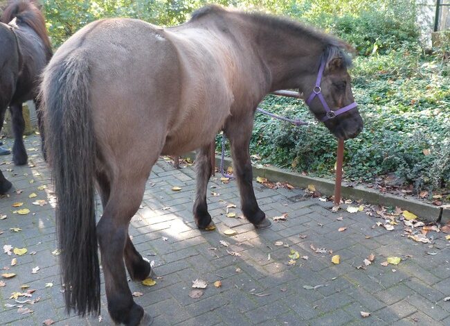 Brand in paardenstal Halfweg