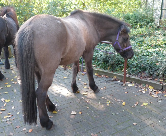 Brand in paardenstal Halfweg