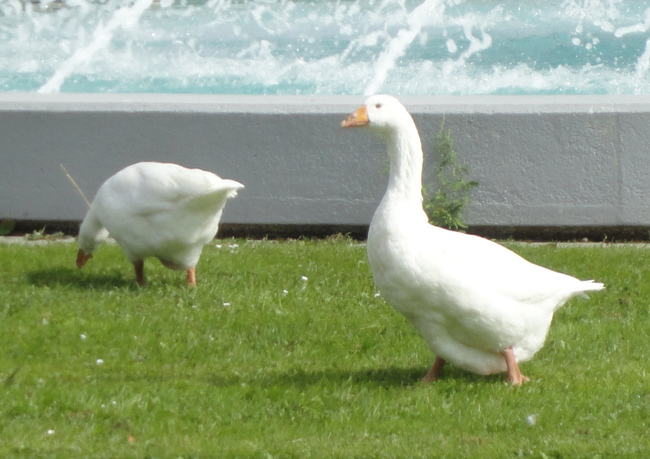 Boeren krijgen steeds meer last van ganzen