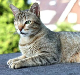 Zwanenburgse Mattie leukste huisdier van Nederland