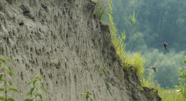 Schoonmaakactie broedwand oeverzwaluwen