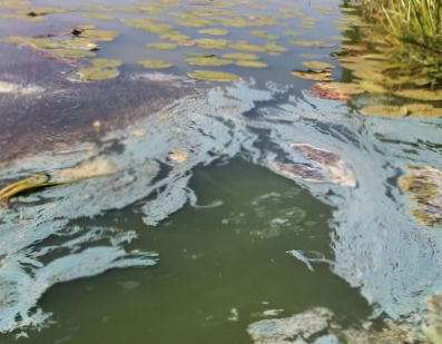 Weinig besef gevaar blauwalg in Haarlemmermeerse Bos